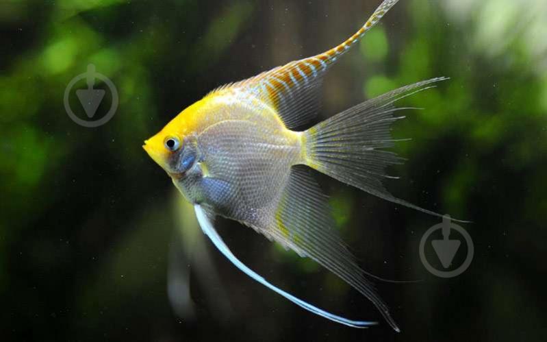 Рыбка Скалярия ассорти S - фото 10