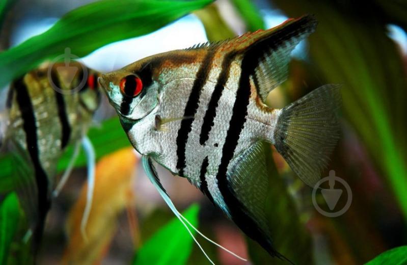 Рыбка Скалярия ассорти S - фото 2