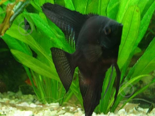 Рыбка Скалярия ассорти S - фото 7