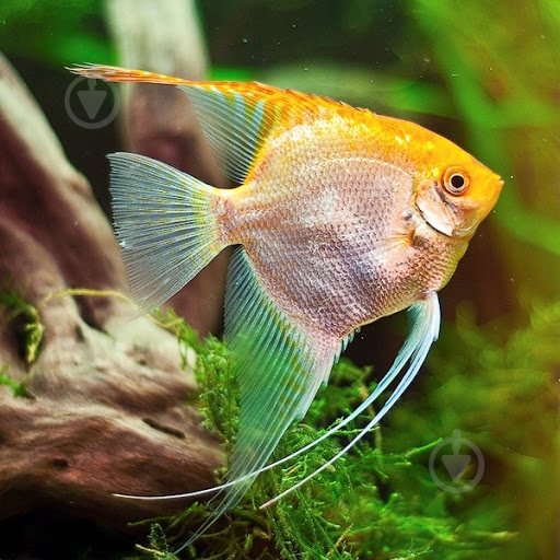 Рыбка Скалярия ассорти S - фото 9