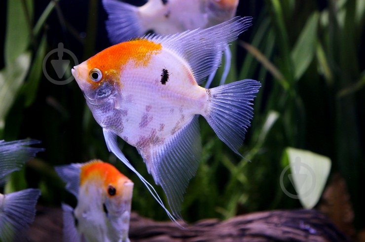 Рыбка Скалярия ассорти S - фото 17