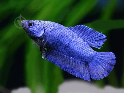 Рыбка Петушок Betta splendens самки M - фото 1