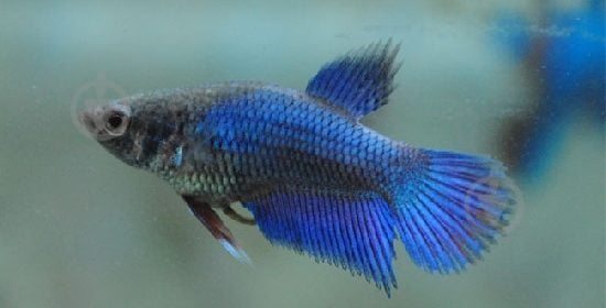 Рыбка Петушок Betta splendens самки M - фото 4