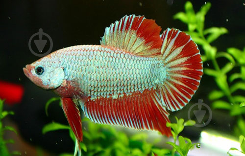 Рыбка Петушок Betta splendens самки M - фото 6