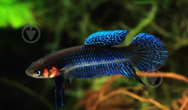 Рыбка Петушок Betta splendens самки M - фото 5