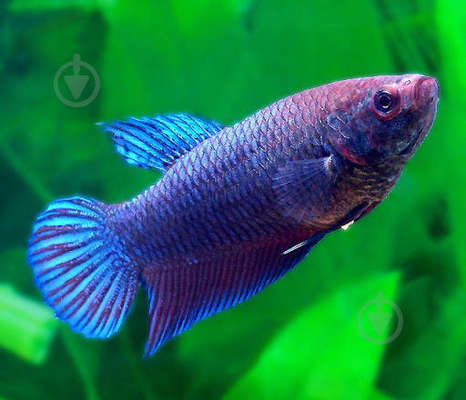 Рыбка Петушок Betta splendens самки M - фото 3