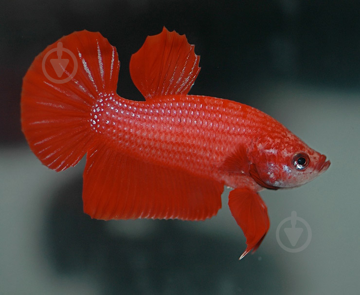 Рыбка Петушок Betta splendens самки M - фото 2