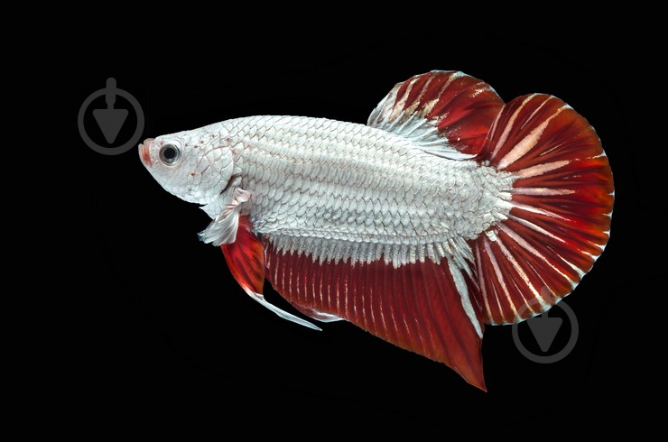 Рыбка Петушок Betta splendens самки M - фото 7