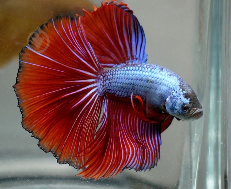 Рыбка Петушок Betta splendens halfmoon самцы L - фото 20