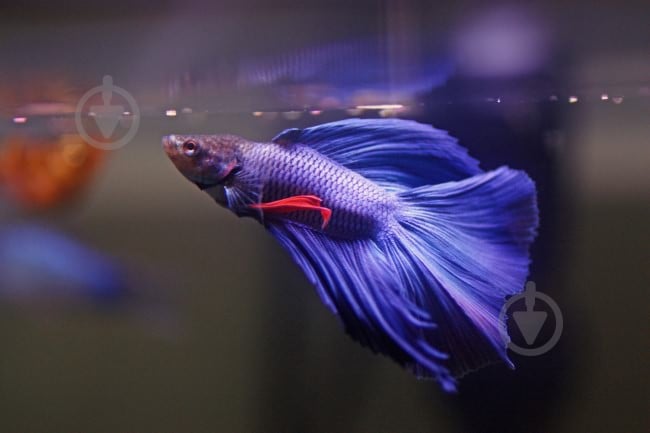 Рыбка Петушок Betta splendens halfmoon самцы L - фото 7