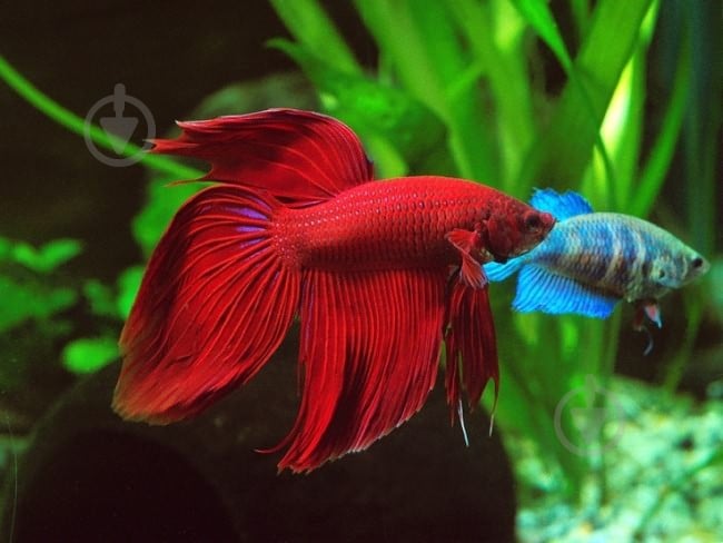 Рыбка Петушок Betta splendens halfmoon самцы L - фото 8