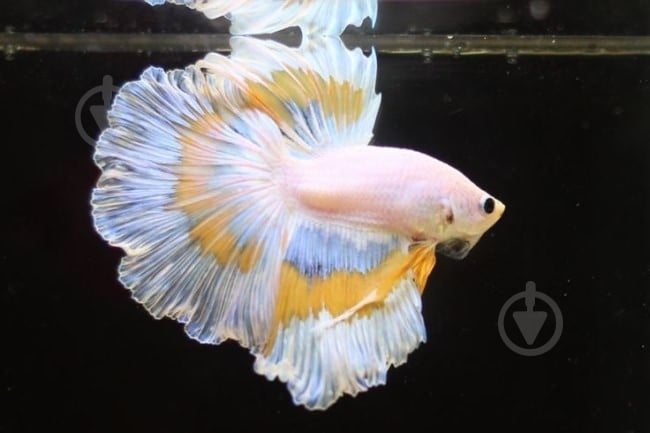 Рыбка Петушок Betta splendens halfmoon самцы L - фото 10