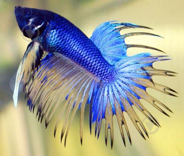 Рыбка Петушок Betta splendens halfmoon самцы L - фото 11