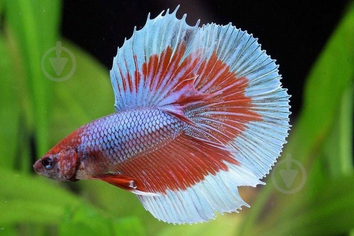 Рыбка Петушок Betta splendens halfmoon самцы L - фото 9