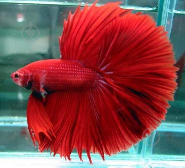 Рыбка Петушок Betta splendens halfmoon самцы L - фото 3