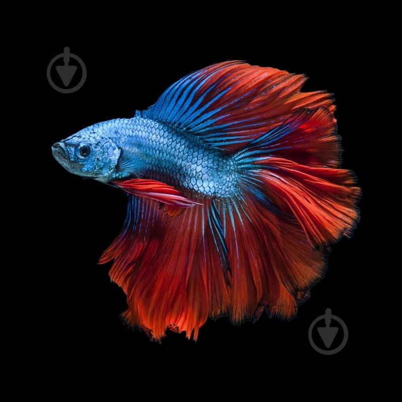 Рыбка Петушок Betta splendens halfmoon самцы L - фото 2