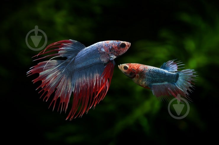 Рыбка Петушок Betta splendens halfmoon самцы L - фото 18