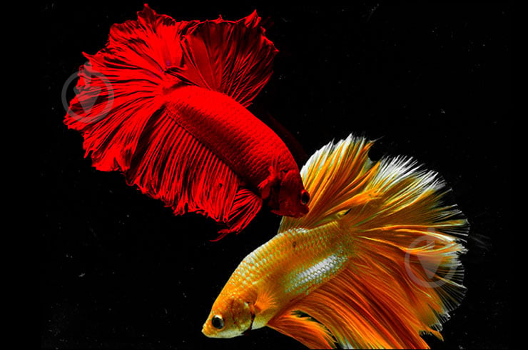 Рыбка Петушок Betta splendens halfmoon самцы L - фото 16