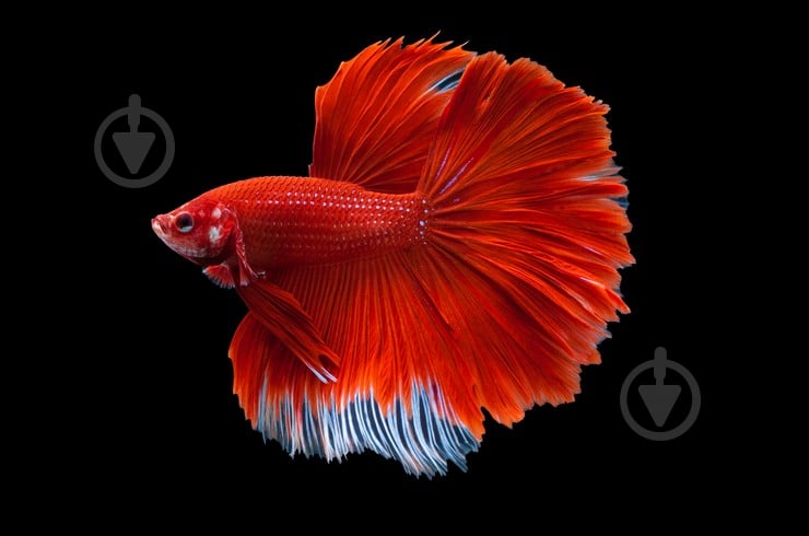 Рыбка Петушок Betta splendens halfmoon самцы L - фото 19