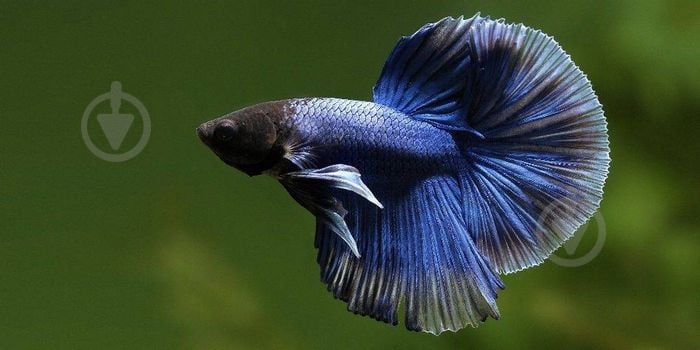 Рыбка Петушок Betta splendens halfmoon самцы L - фото 15