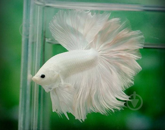 Рыбка Петушок Betta splendens halfmoon самцы L - фото 12