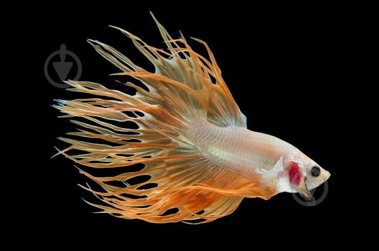 Рыбка Петушок Betta splendens halfmoon самцы L - фото 13