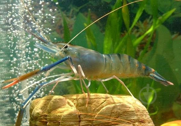 Креветка Макробрахиум 3-4 см - фото 2