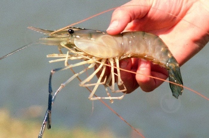 Креветка Макробрахиум 3-4 см - фото 3