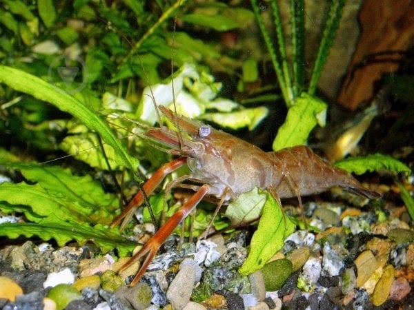 Креветка Макробрахиум 3-4 см - фото 8