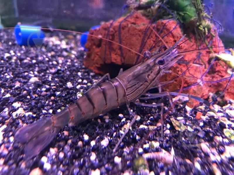 Креветка Макробрахиум 3-4 см - фото 5