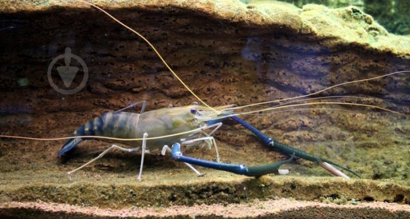 Креветка Макробрахиум 3-4 см - фото 1