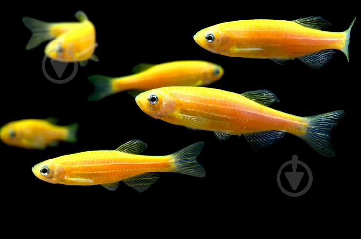 Рыбка Данио Glofish M - фото 5