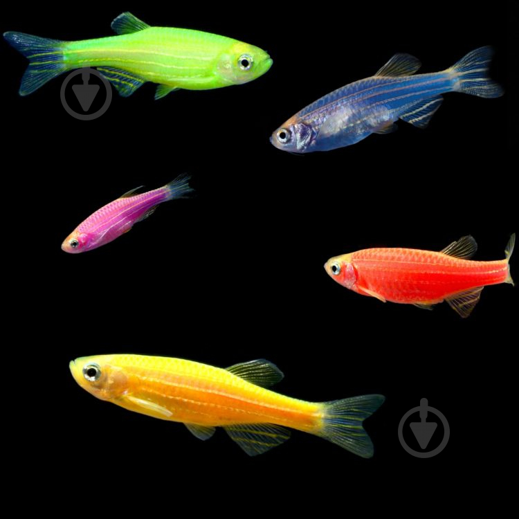 Рыбка Данио Glofish M - фото 2