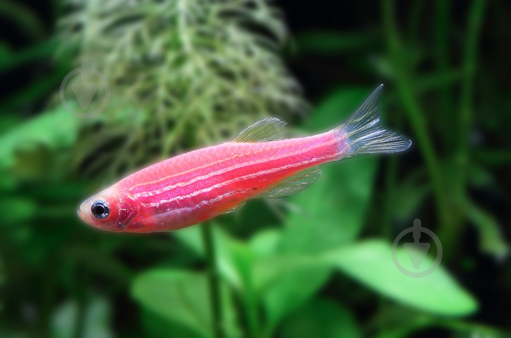 Рыбка Данио Glofish M - фото 4