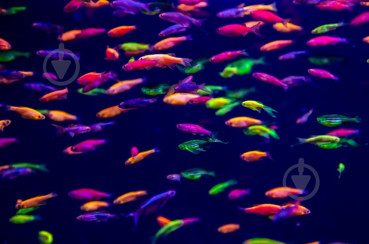 Рыбка Данио Glofish M - фото 6