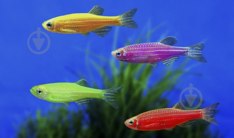 Рыбка Данио Glofish M - фото 3