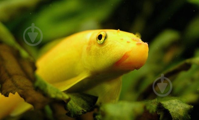 Рыбка Гиринохейлус М - фото 13 Рыбка Гиринохейлус М - фото 13