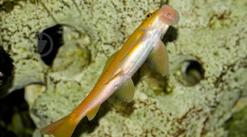 Рыбка Гиринохейлус М - фото 12 Рыбка Гиринохейлус М - фото 12