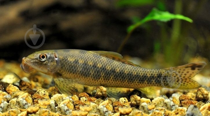 Рыбка Гиринохейлус М - фото 6 Рыбка Гиринохейлус М - фото 6