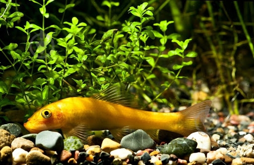 Рыбка Гиринохейлус М - фото 9 Рыбка Гиринохейлус М - фото 9