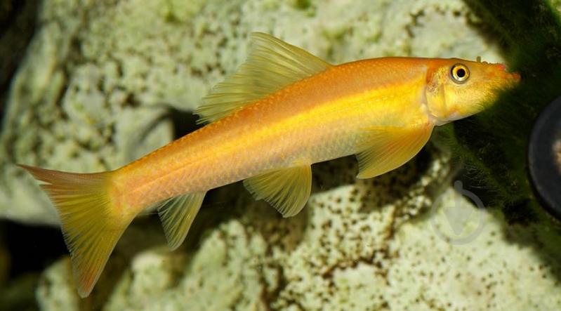 Рыбка Гиринохейлус М - фото 10 Рыбка Гиринохейлус М - фото 10