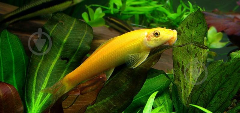 Рыбка Гиринохейлус М - фото 5 Рыбка Гиринохейлус М - фото 5