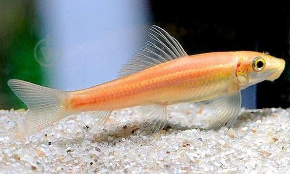 Рыбка Гиринохейлус М - фото 4 Рыбка Гиринохейлус М - фото 4