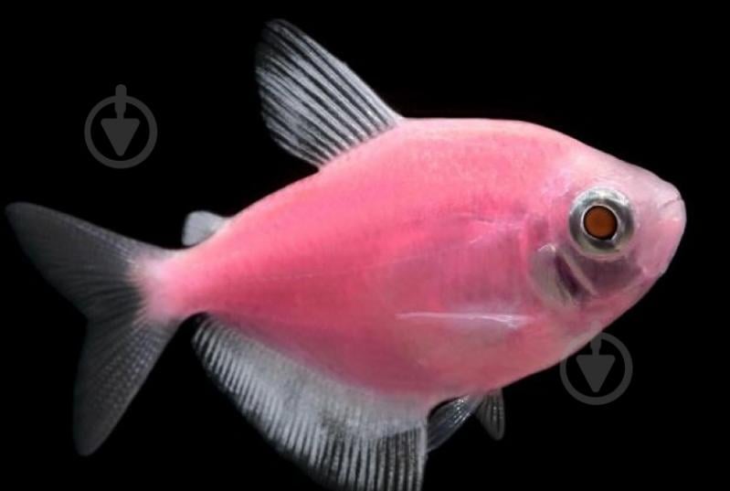 Рибка Тернеция Glofish S - фото 1