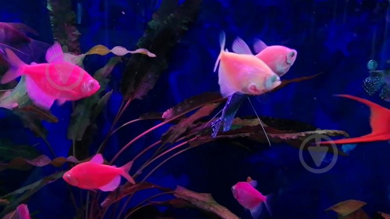 Рибка Тернеция Glofish S - фото 2