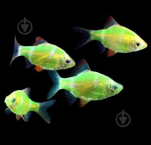 Рыбка Барбус Glofish XS - фото 1