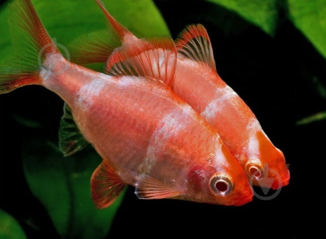 Рыбка Барбус Glofish XS - фото 2