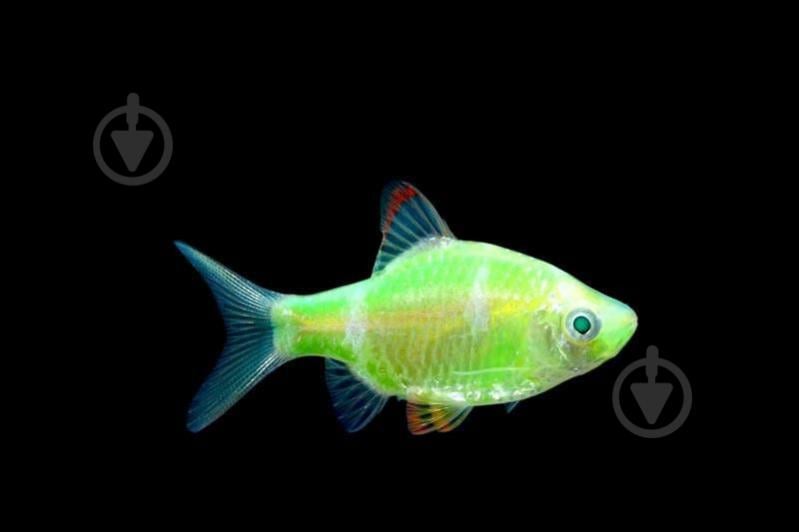 Рыбка Барбус Glofish XS - фото 3