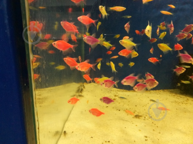 Рибка Тернеция Glofish червона М - фото 3