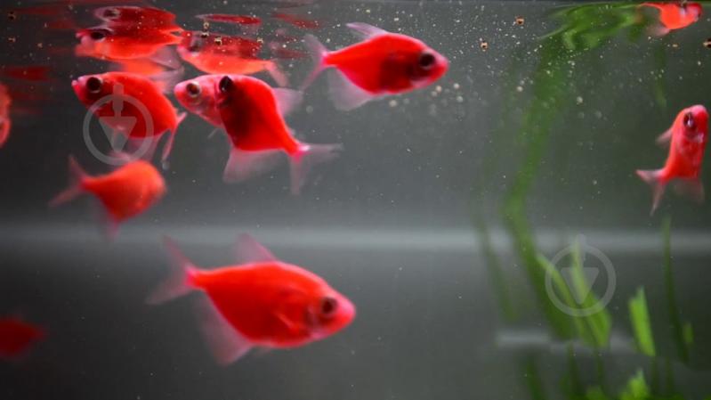 Рибка Тернеция Glofish червона М - фото 2